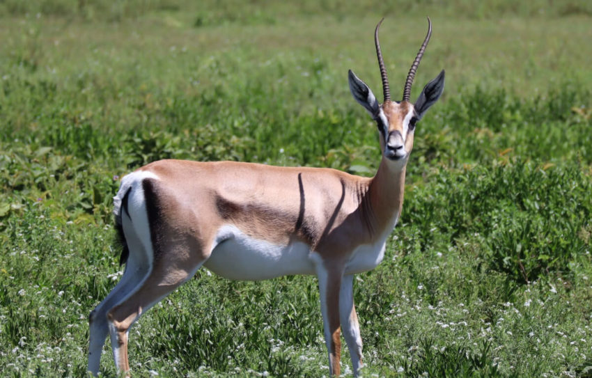 3 days Tanzania safari Tour to Lake Manyara, Ngorongoro Crater and Tarangire National Park